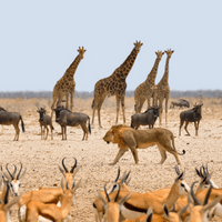 Animal Affiliate Programs