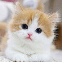 Cat Affiliate Programs