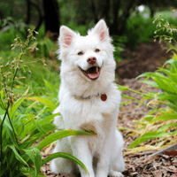Dog Affiliate Programs