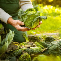 Organic Gardening