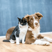 Pet Affiliate Programs