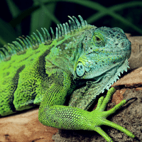 Reptile